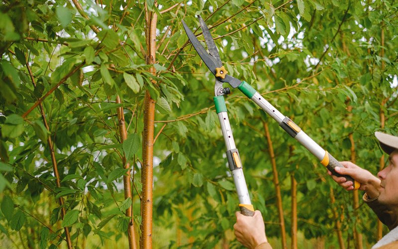 Tree trimming in Sioux Center, IA